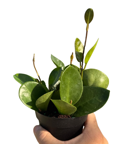 Australis 